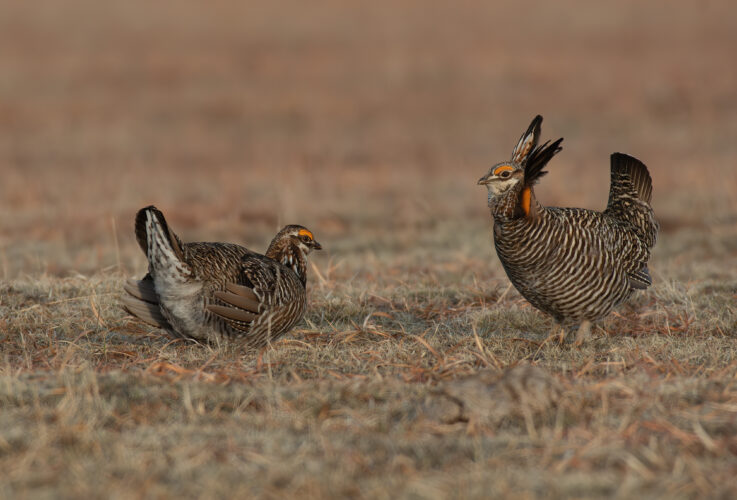Greater Prairie Chicken: Endangered